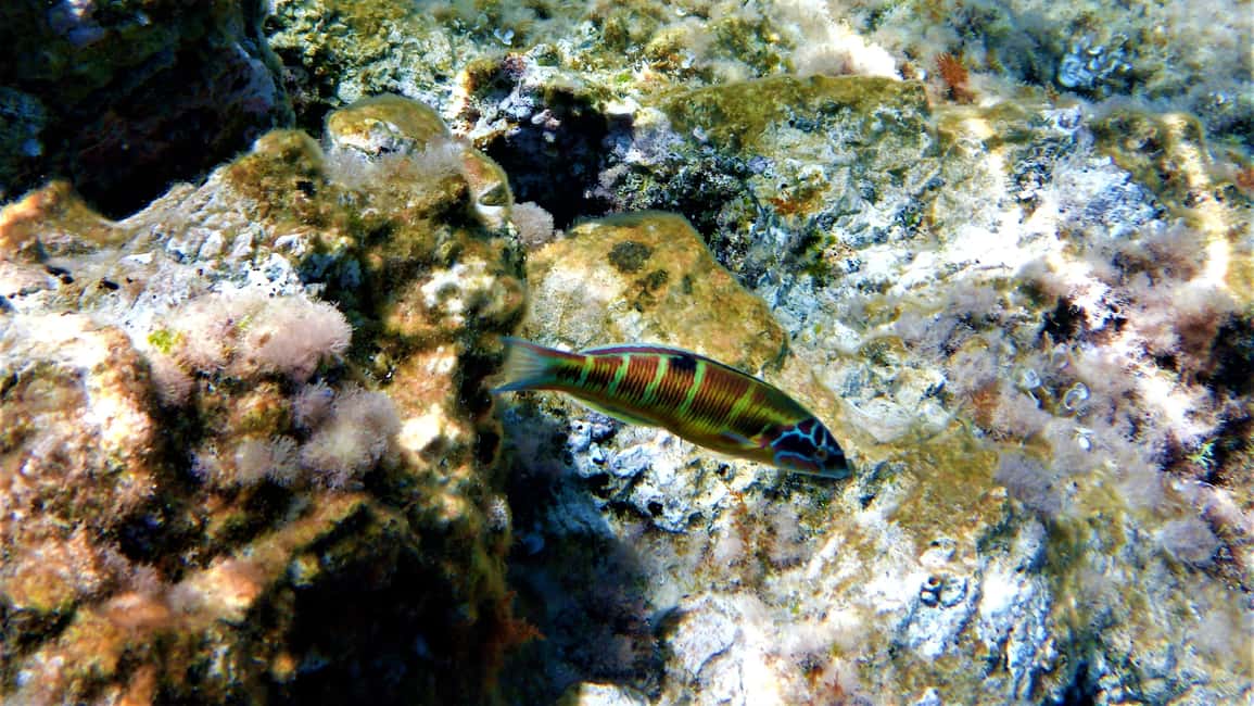 image n.9 of Cala Codolar: Sea & Caves Kayaking Tour with Snorkeling activity in Balearic Islands, uploaded by supplier