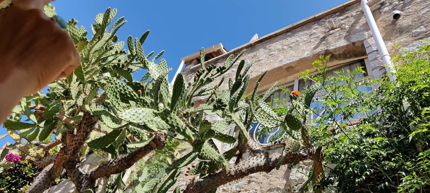 image n.9 of Èze: Walking Tour with a Certified Local Guide activity in Èze, uploaded by supplier