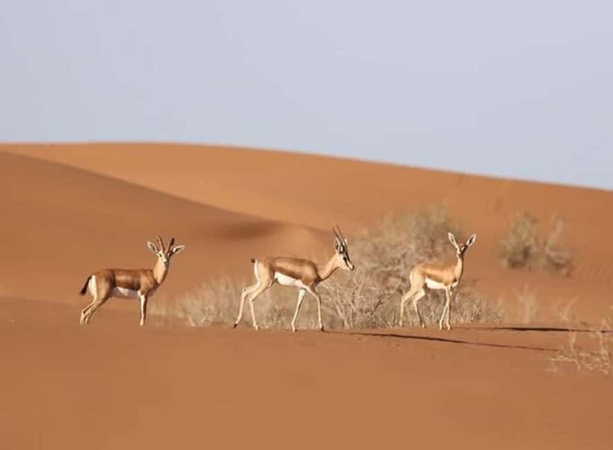 imagen n.º 1 de Agadir: Visita al Parque Nacional y al Desierto del Sáhara, con almuerzo incluido actividad en Provincia de Chtouka-Aït Baha, subida por el proveedor