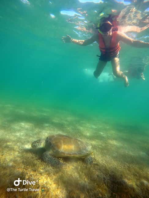 image n.22 of Akumal: Guided Turtle Snorkeling Tour and pictures activity in Akumal, uploaded by supplier