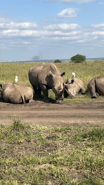 image n.16 of Nairobi : Nairobi National Park: 5- hours Guided Game Drive activity in Nairobi, uploaded by supplier