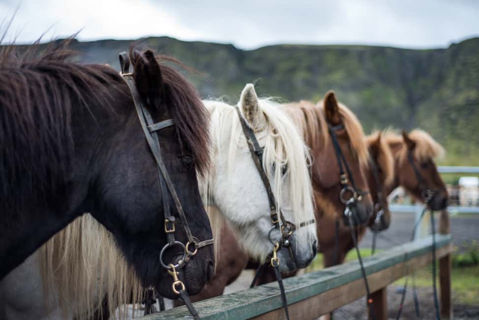 imagen n.º 2 de Hveragerdi: Excursión a Caballo por Reykjadalur (Valle de las Aguas Termales) actividad en Hveragerði, subida por el proveedor
