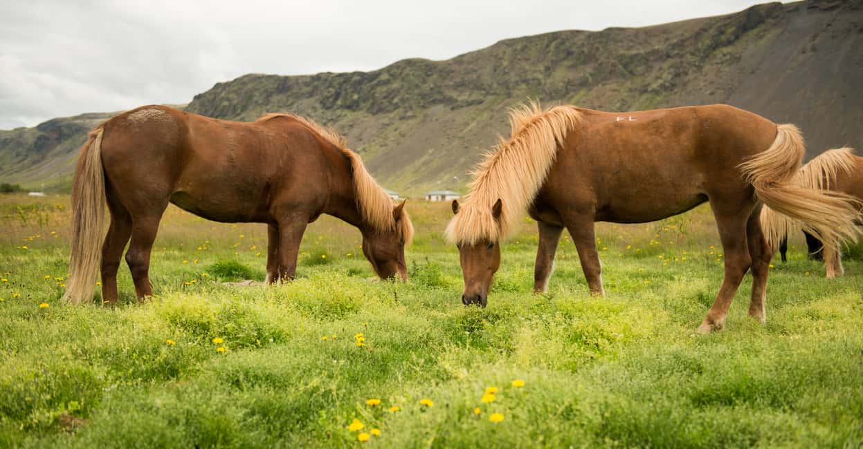 imagen n.º 3 de Hveragerdi: Excursión a Caballo por Reykjadalur (Valle de las Aguas Termales) actividad en Hveragerði, subida por el proveedor