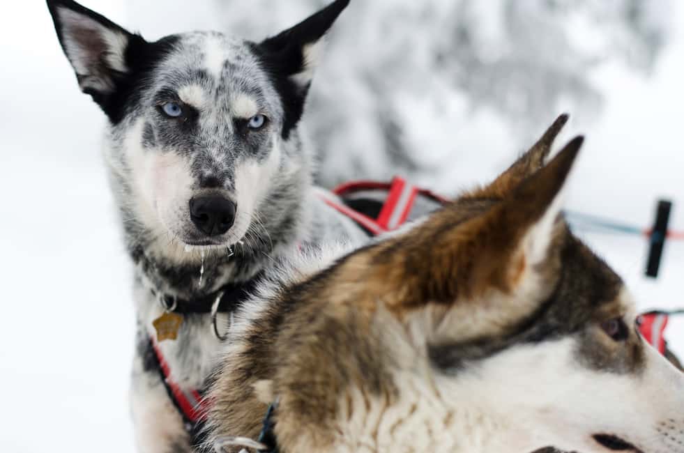 bild nr.5 av Från Abisko: Hundspannstur till Kiruna med fika aktivitet i Kiruna, uppladdad av arrangören