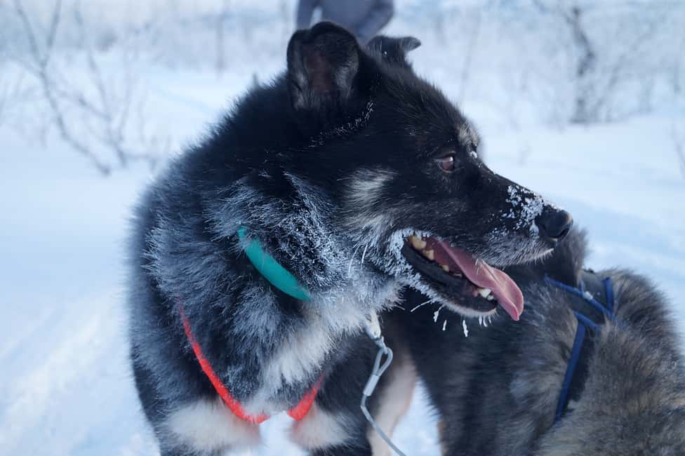 bild nr.6 av Från Abisko: Hundspannstur till Kiruna med fika aktivitet i Kiruna, uppladdad av arrangören