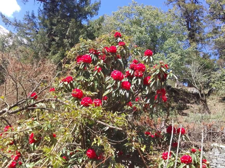 image n.8 of 8-Day Adventurous Annapurna Circuit Trek via Thorongla Pass activity in Pashchimanchal, Western Region, uploaded by supplier