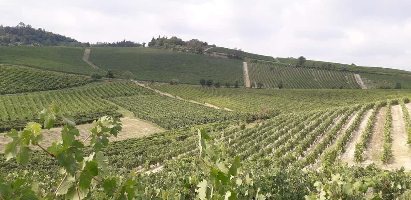 billede nr.5 af aktiviteten Afsmagning af vin fra Monferrato med besøg i kantinen i Alessandria, uploadet af udbyder
