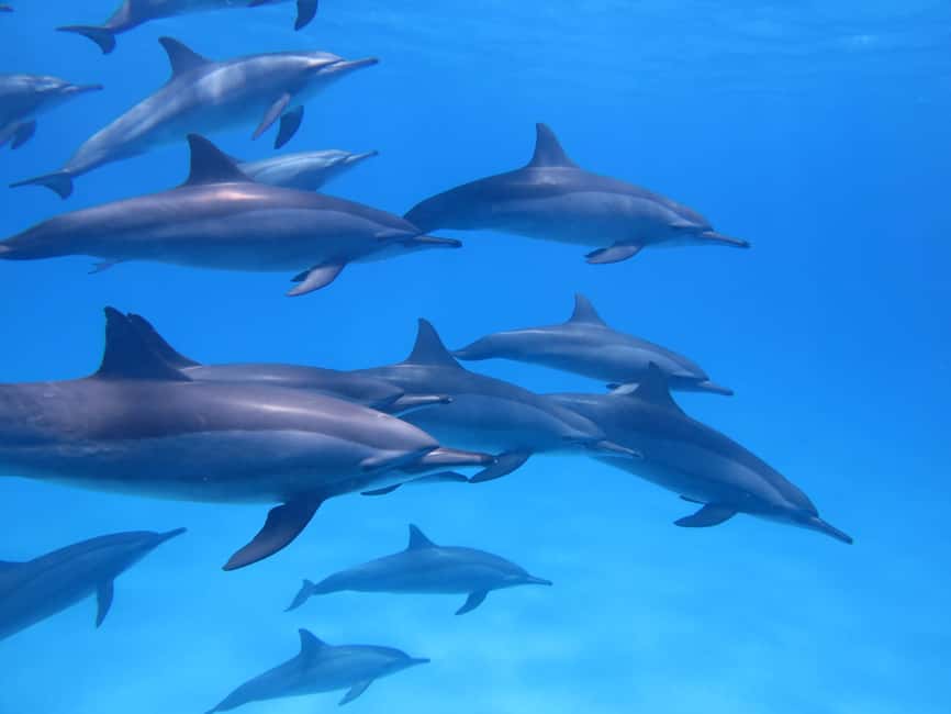 image n.2 of Mauritius: Dolphins watch half-day activity in Grand Baie, uploaded by supplier