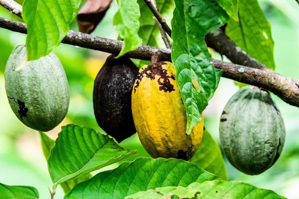 image n.1 of Visit Aburi Garden, Tetteh Quarshie Cocoa Farm & Waterfall activity in Aburi, uploaded by supplier