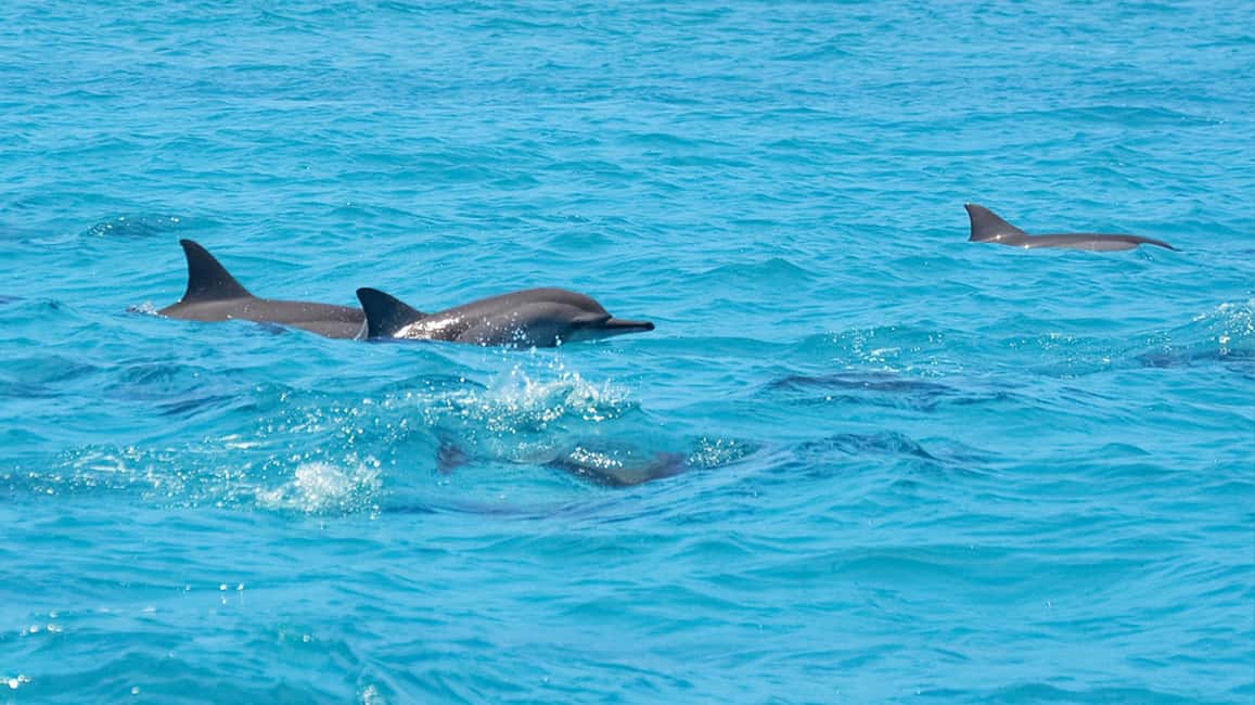 Bild Nr. 3 von Santa Eulalia: Jet Ski Tour mit optionaler Delphin-Suche Aktivität in Balearen, hochgeladen vom Anbieter