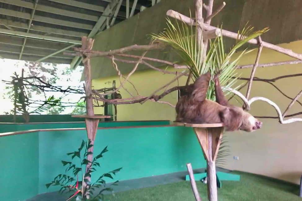 image n.9 of Panama: Monkey Island, Sloth Sanctuary and Panama Canal Tour activity in Colón Province, uploaded by supplier