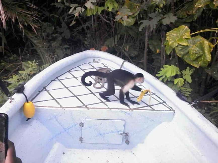 image n.21 of Panama: Monkey Island, Sloth Sanctuary and Panama Canal Tour activity in Colón Province, uploaded by supplier