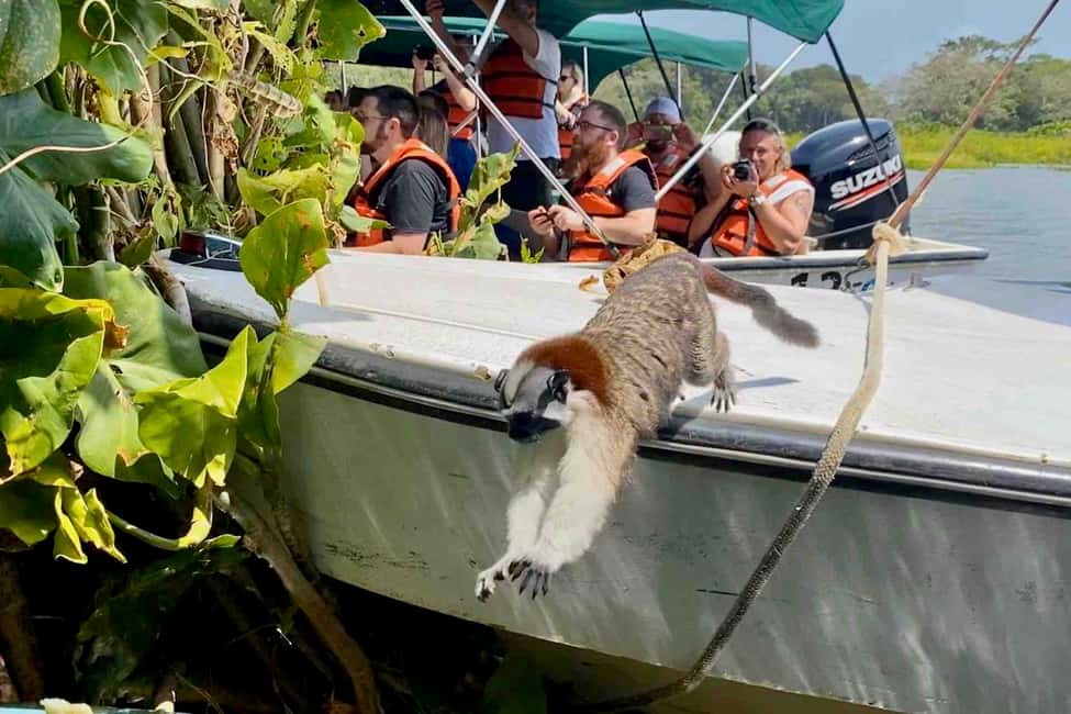 image n.34 of Panama: Monkey Island, Sloth Sanctuary and Panama Canal Tour activity in Colón Province, uploaded by supplier