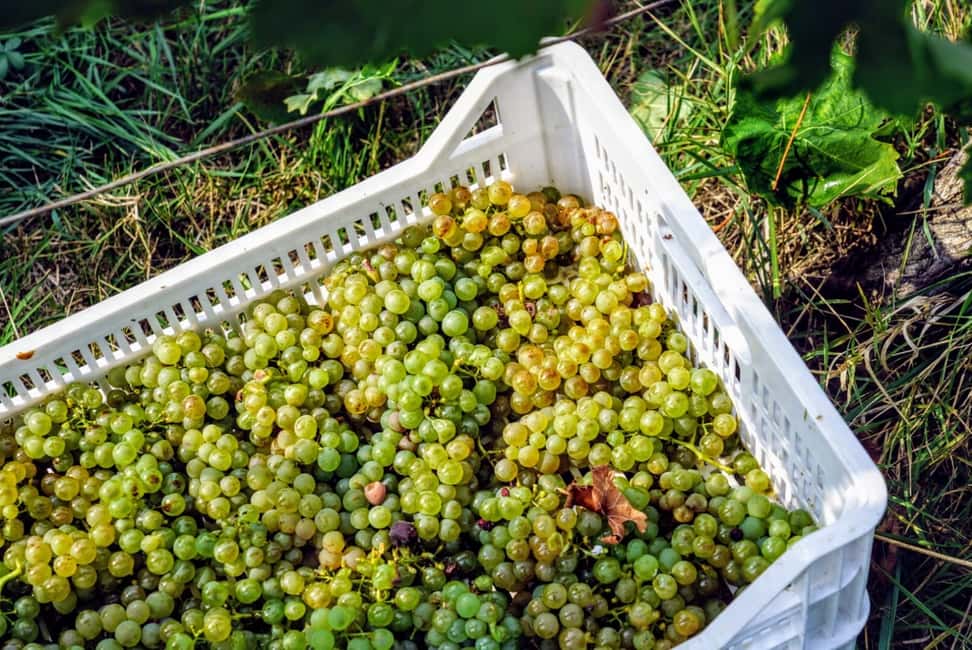 Obraz nr 8 z atrakcji Desenzano: Degustacja wina i zwiedzanie winnicy Lugana w Lombardia, przesłany przez organizatora