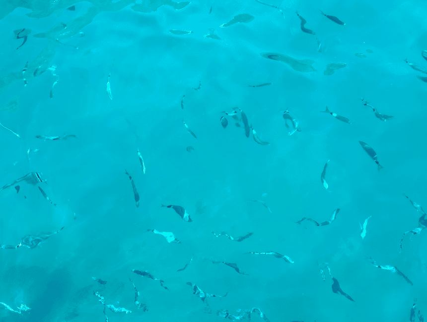 bild nr.10 av Från Positano: Halvdags Amalfikustens båttur och snorkling aktivitet i Conca dei Marini, uppladdad av arrangören