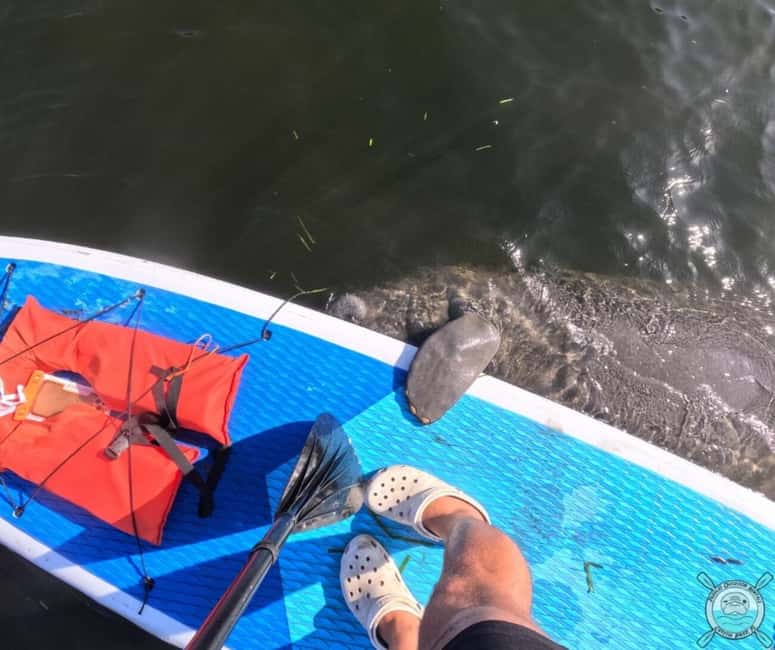 image n.9 of Crystal River: Paddle Board Rental activity in Crystal River, uploaded by supplier