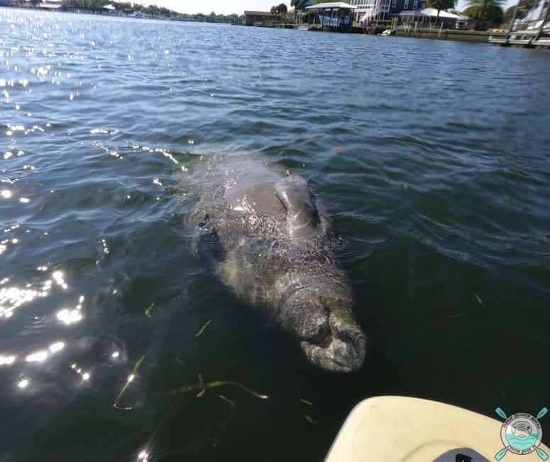 image n.7 of Crystal River: Paddle Board Rental activity in Crystal River, uploaded by supplier