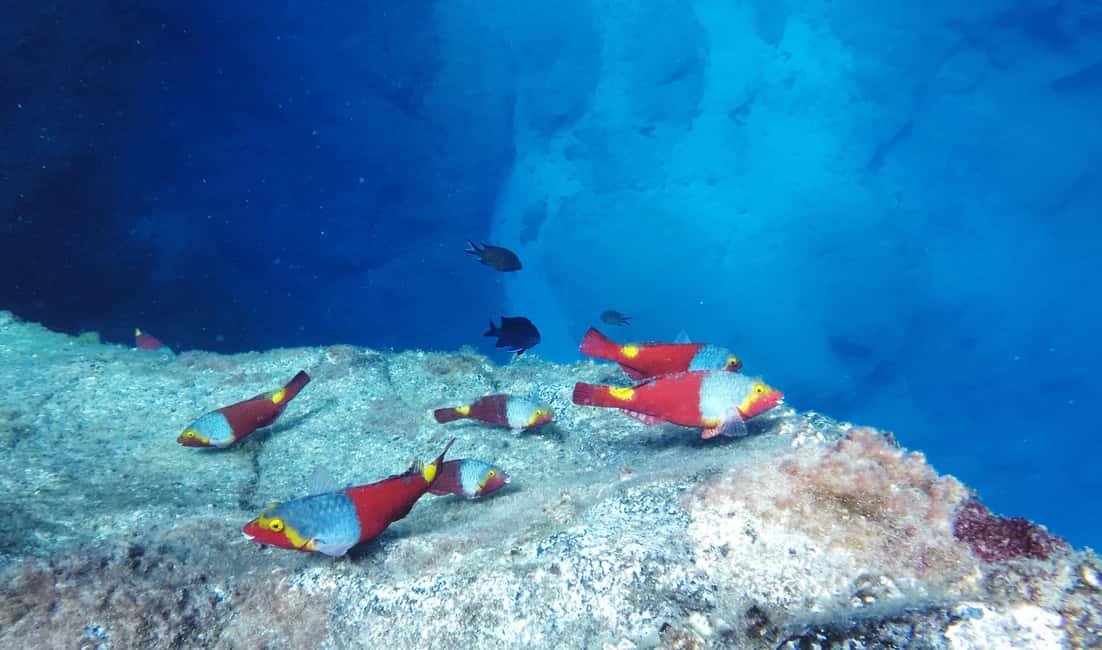 image n.30 of Tenerife: Kayak & Snorkel with Turtles & Dolphins w/Photos activity in Los Cristianos, uploaded by supplier