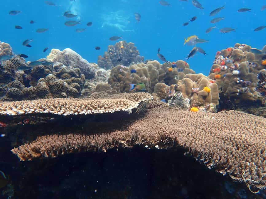 billede nr.8 af aktiviteten Koh Tao: Snorkeltur til øen Nang Yuan og skjulte bugter i Thailandbugten, uploadet af udbyder