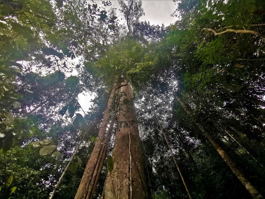 image n.3 of Taman Negara Rainforest Tour with Lata Berkoh Falls activity in Kuala Lumpur, uploaded by supplier