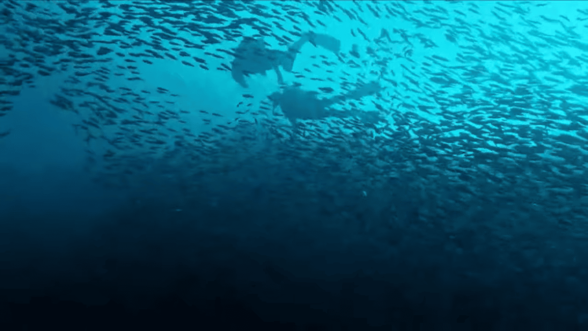image n.16 of Moalboal : Scuba Diving Sardine Run and Turtle Chasing activity in Moalboal, uploaded by supplier