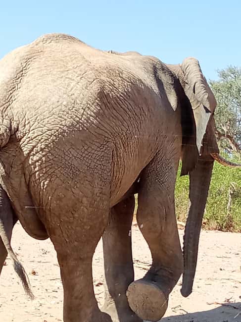image n.17 of Elephant Adventure with Herson - a native of Damaraland activity in Kunene Region, uploaded by supplier