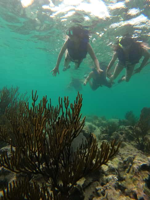 image n.19 of Akumal: Guided Turtle Snorkeling Tour and pictures activity in Akumal, uploaded by supplier