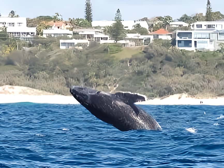 image n.12 of Noosa: Humpback Whale Watching Tour activity in Noosa Heads, uploaded by supplier