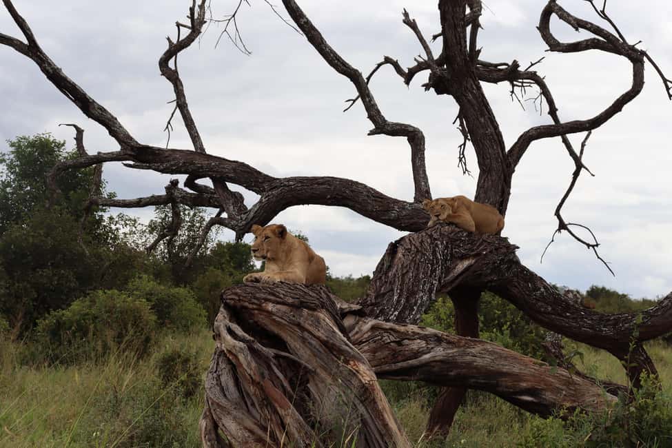 image n.4 of 3-Day Experience Wildlife and Hot Air Balloon Adventures activity in Mara Region, uploaded by supplier