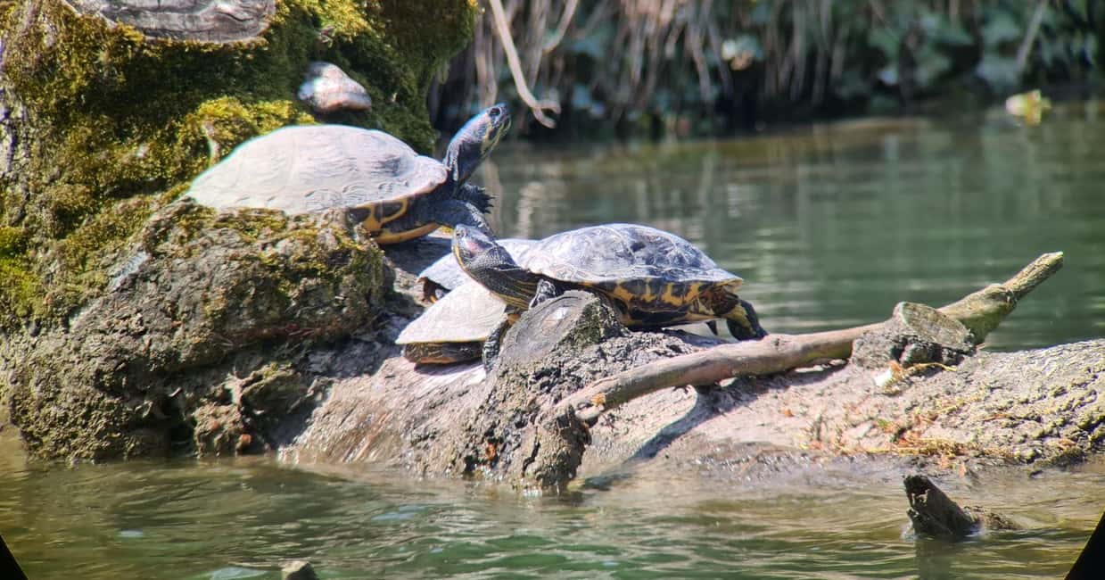 image n.7 of Switzerland: Private nature safari with local guide. Discover the Alps, lakes, and more. activity in Lucerne, uploaded by supplier