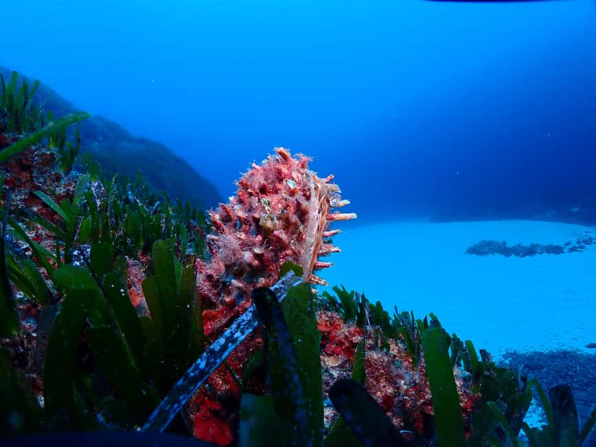 image n.12 of Menorca: Baptism Scuba Diving in Marine Reserve activity in Port d'Addaia, uploaded by supplier