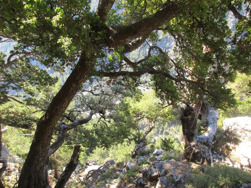 Immagine nº 37 di Da Rethymno: trekking di un giorno intero alle gole di Samaria, prelievo e guida attività a Rethymno, caricata dal fornitore