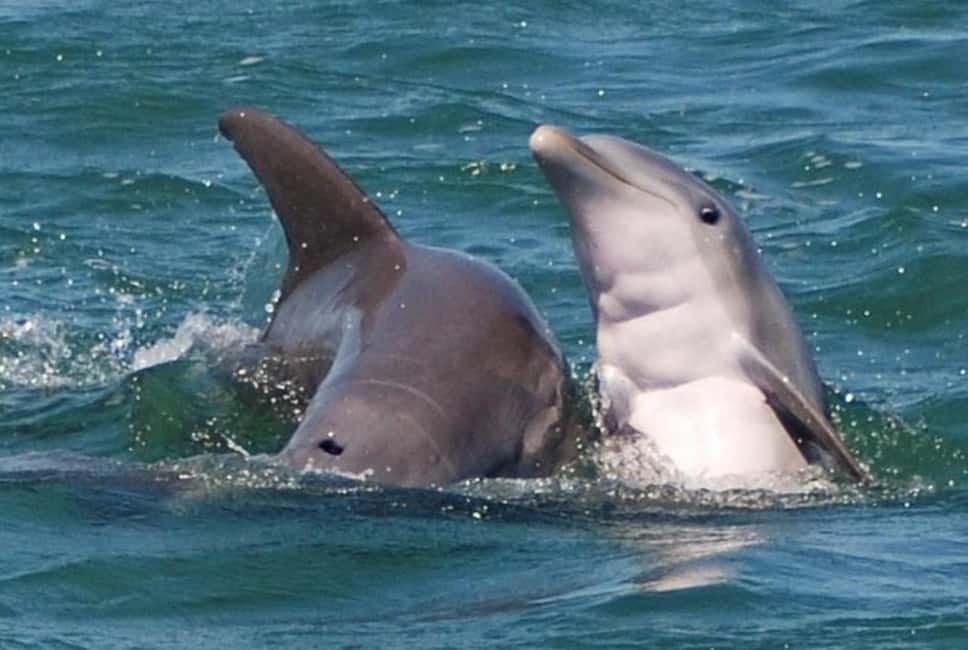 imagen n.º 2 de Cayo Hueso: Excursión en catamarán para avistar tiburones y fauna salvaje actividad en Cayo Hueso, subida por el proveedor
