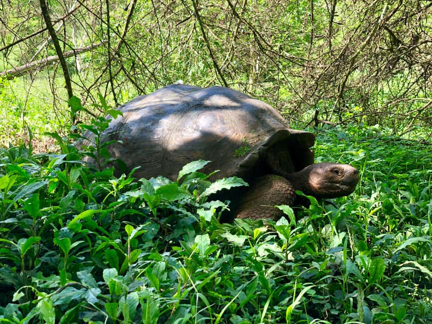 image n.4 of Puerto Ayora: The Galapagos Giant Tortoise Shared Experience activity in Galápagos Islands, uploaded by supplier