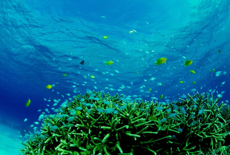 image n.6 of Half-Day Snorkeling Trip to Kerama & Marine Sports activity in Okinawa, uploaded by supplier