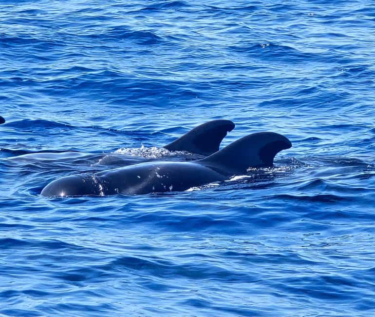 Bild Nr. 9 von Los Cristianos: Wal- und Delfinbeobachtung auf einer Viking-Kreuzfahrt Aktivität in Adeje, hochgeladen vom Anbieter