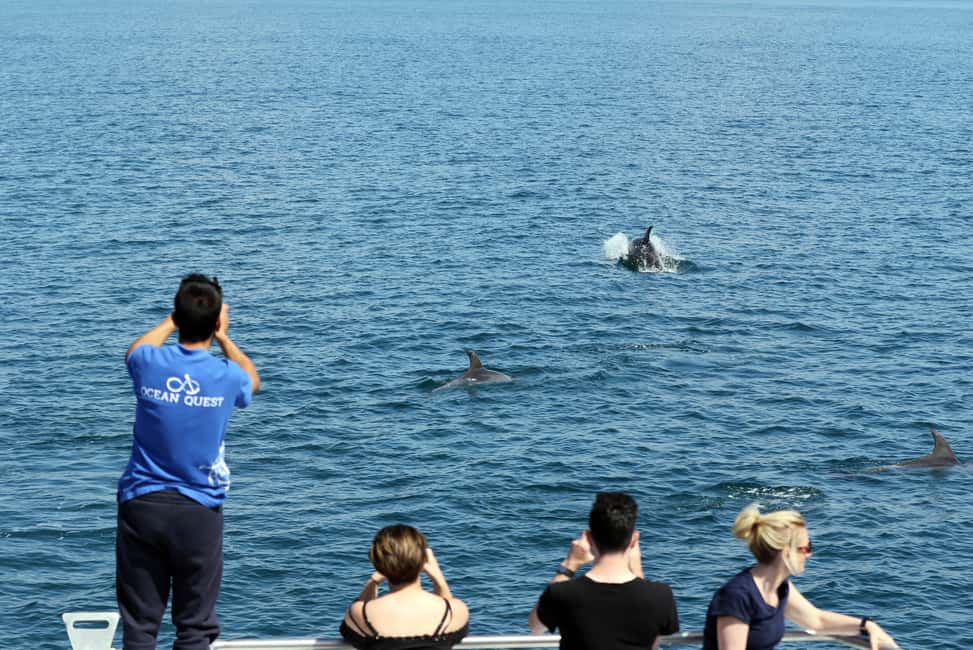 image n.5 of Vilamoura: Boat Tour Dolphin Quest activity in Vilamoura, uploaded by supplier