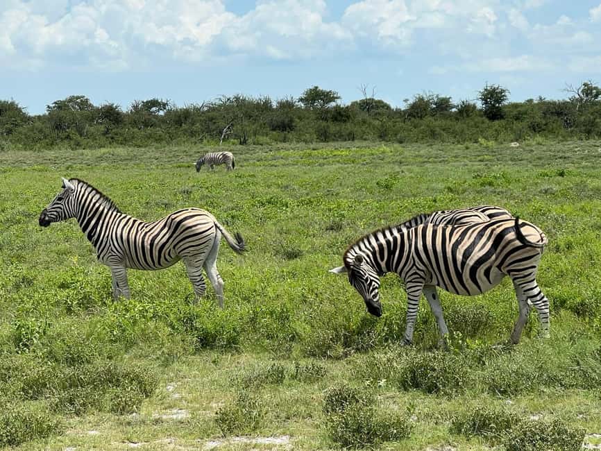 image n.14 of Etosha National Park: Full or Half-Day Game Drive activity in Oshikoto Region, uploaded by supplier