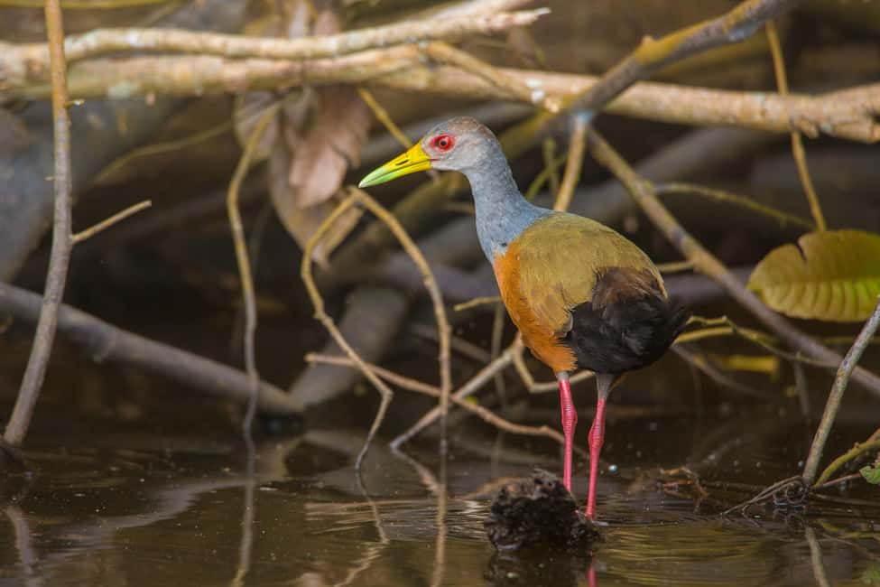 image n.4 of Sandoval Lake & Parrot Clay lick 3 Days/2 Nights activity in Puerto Maldonado, uploaded by supplier