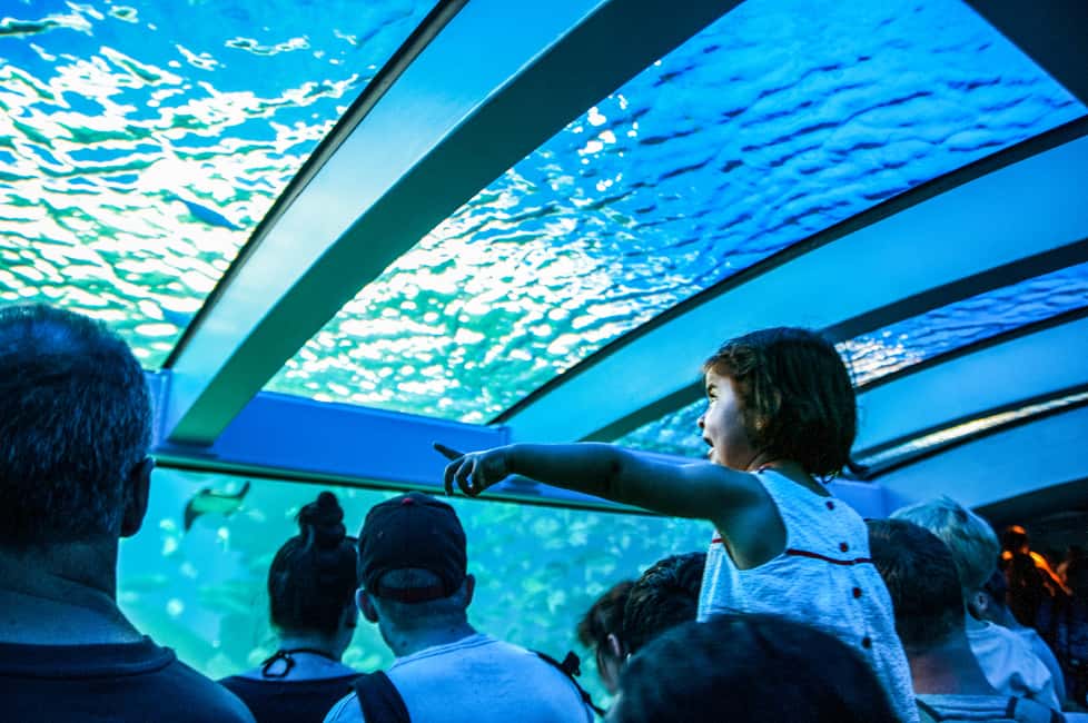afbeelding n.6 van Mallorca: Toegangbewijs Palma Aquarium met Optionele 3D Bioscoop activiteit in Palma de Mallorca, geüpload door aanbieder