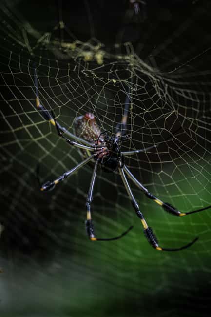 image n.6 of La Fortuna: Hanging Bridges Guided Tour at Mistico Park activity in La Fortuna, uploaded by supplier
