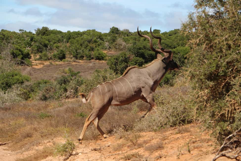 image n.7 of Addo Elephant National Park Game Drive Day Tour With Lunch activity in Eastern Cape, uploaded by supplier