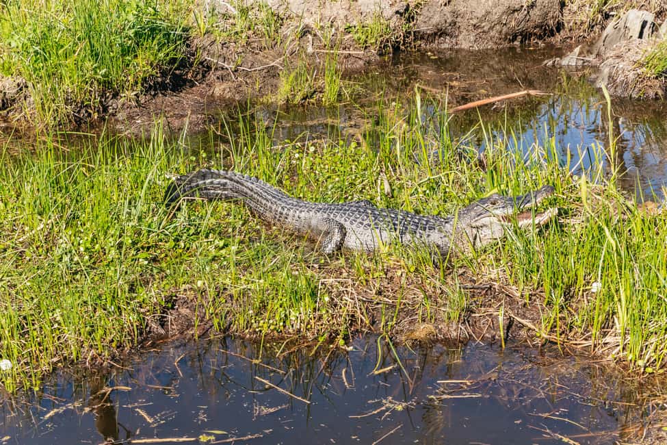 image n.4 of New Orleans: Oak Alley Plantation & Airboat Swamp Combo Tour activity in Vacherie, uploaded by supplier