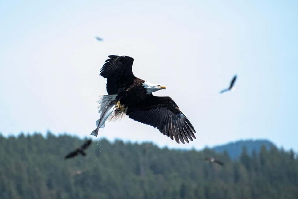 image n.9 of Campbell River: Whale & Wildlife Discovery Cruise activity in British Columbia, uploaded by supplier
