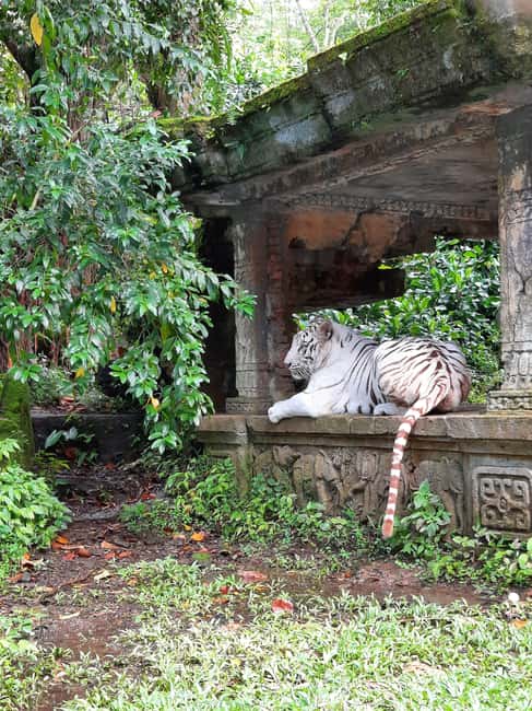 image n.5 of Jakarta : Taman Safari, Panda Palace, and Waterfall activity in Bogor, uploaded by supplier