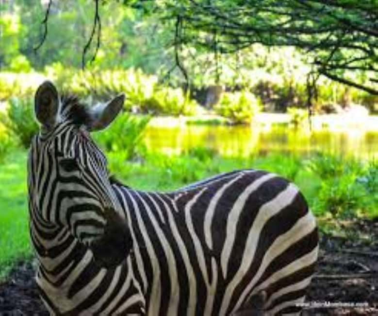 image n.21 of Mombasa: Discovery Day Tour and Haller Park activity in Mombasa, uploaded by supplier