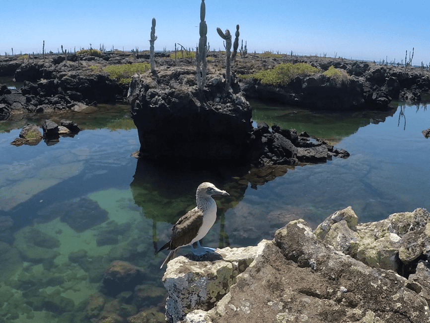 image n.6 of Airport Transfer to Puerto Ayora including a Highlands Tour activity in Galápagos Islands, uploaded by supplier