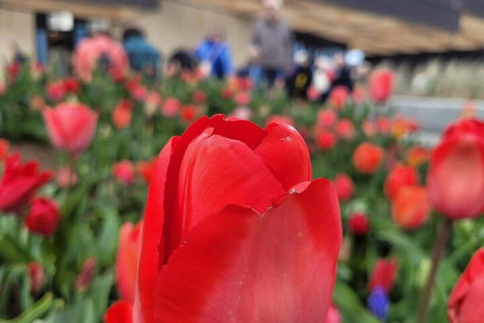 image n.5 of Amsterdam: Keukenhof Tulip Gardens Private Tour activity in Lisse, uploaded by supplier