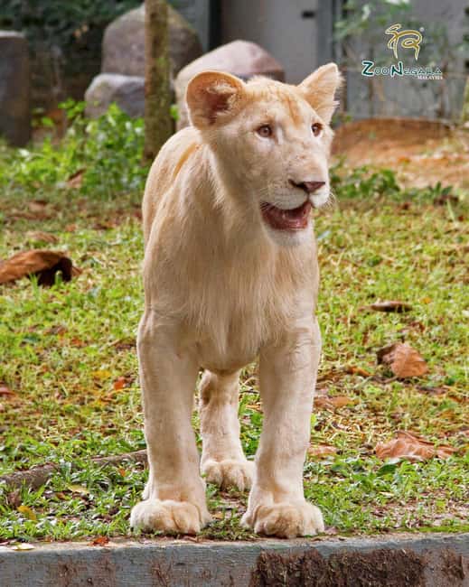 billede nr.8 af aktiviteten Selangor: Zoo Negara e-billet i Kuala Lumpur, uploadet af udbyder