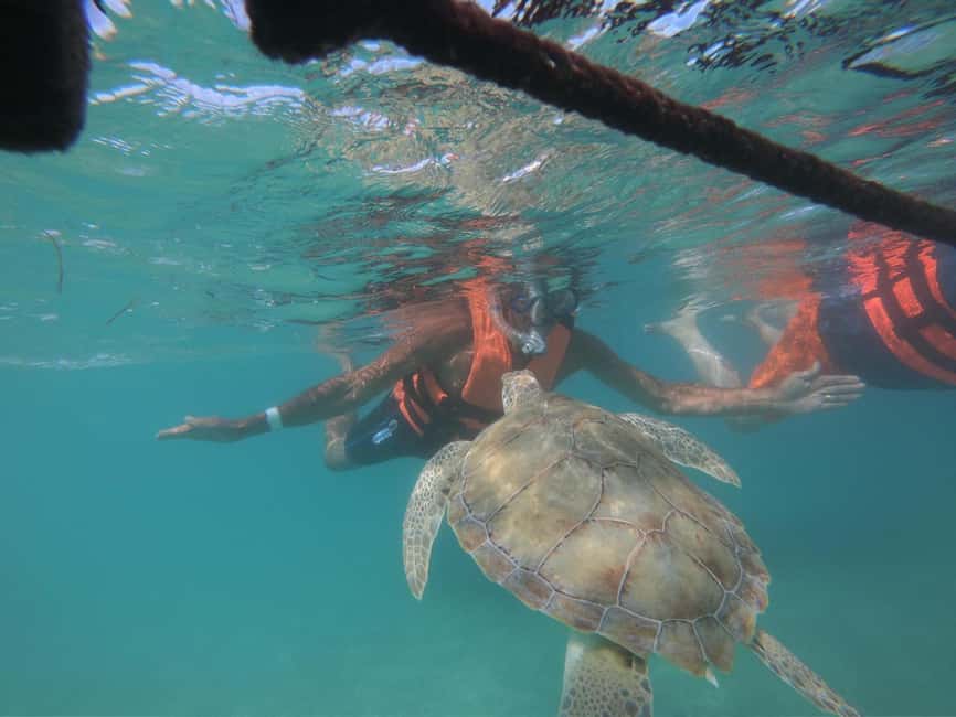 afbeelding n.8 van Akumal: Snorkelen met zeeschildpadden en koralen activiteit in Akumal, geüpload door aanbieder